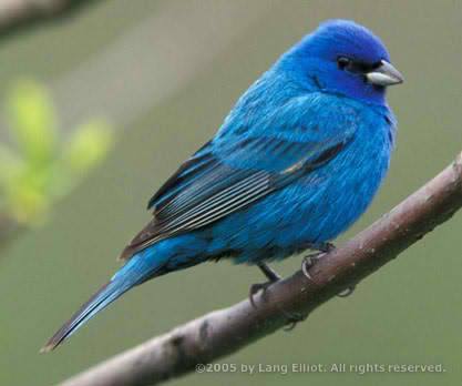 A Real Twitter Bird