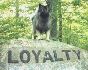Loyal Customer Service
