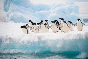 Penguins on the snow